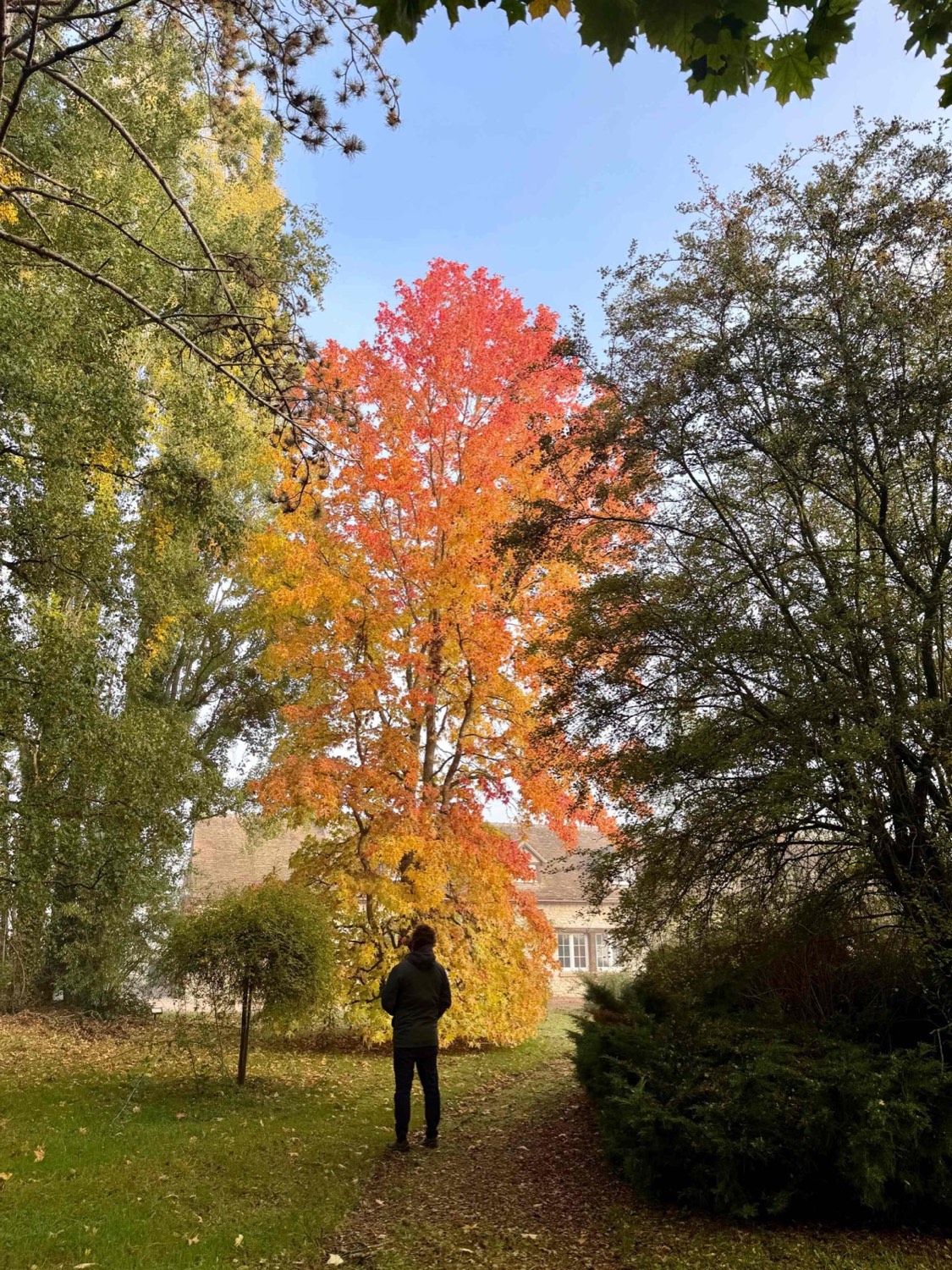Het park in de herfst, met vlammend rode esdoorn voor het huis