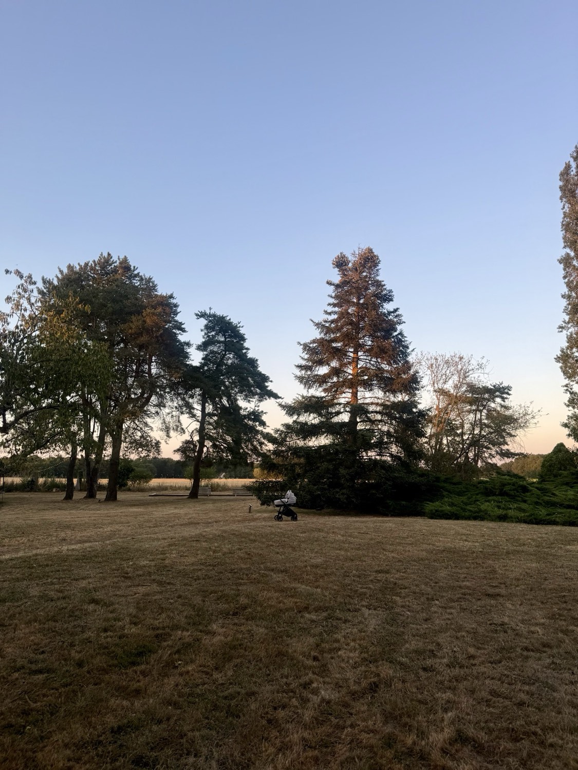 De hoge bomen van het park in de schemering